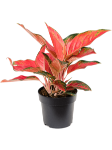 Office Plants - Aglaonema "Cherry Baby"