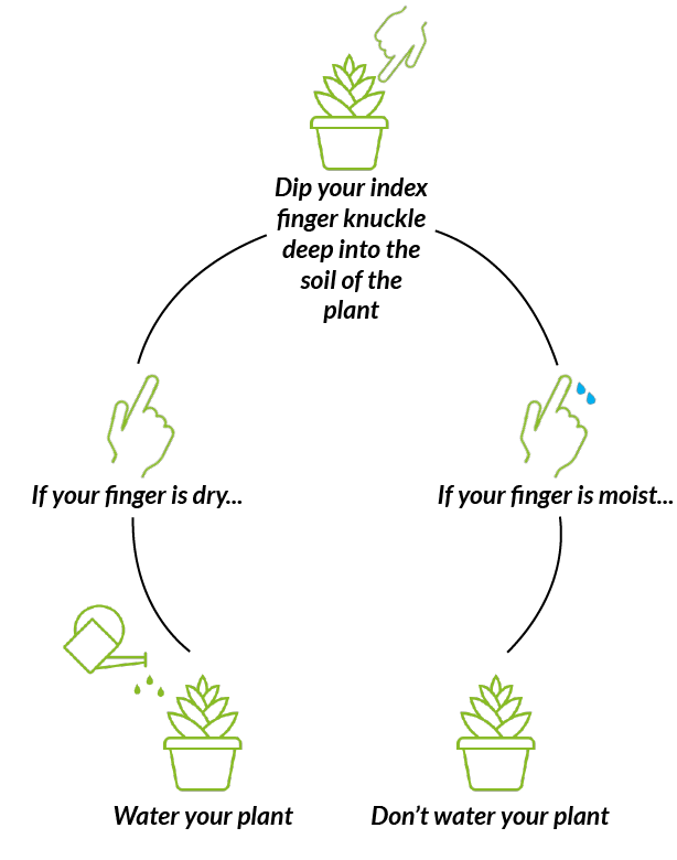 The Ultimate Guide to Plant Care Exubia