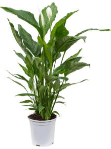 The 11 Best Office Plants: Peace Lily