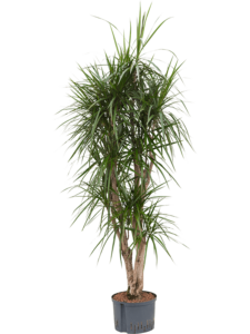 Office Plants - Dragon Tree