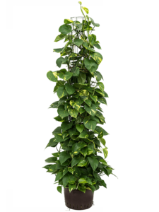 Office Plants - Devils Ivy