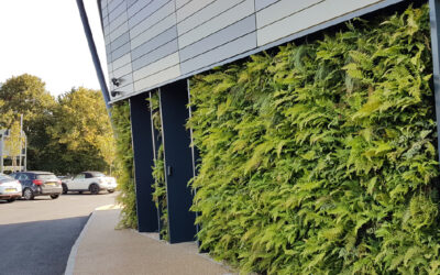 The Ultimate Guide to Living Walls