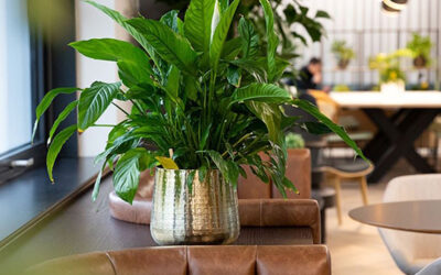 Improving and enhancing office wellbeing: The Power of Biophilic Design