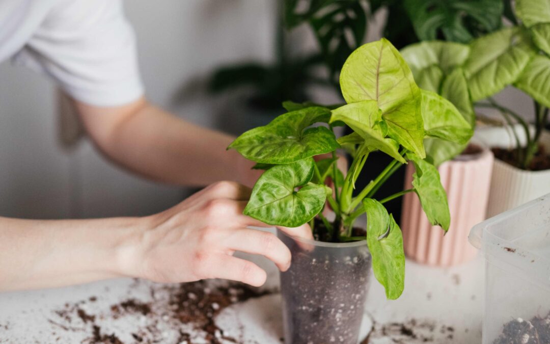 How To Repot Your Plant