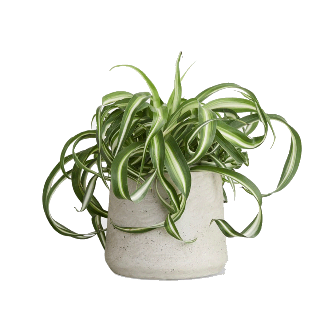Close-up of a spider plant with arching green and striped leaves.
