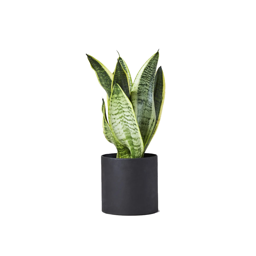 Close-up of a snake plant with upright green variegated leaves.