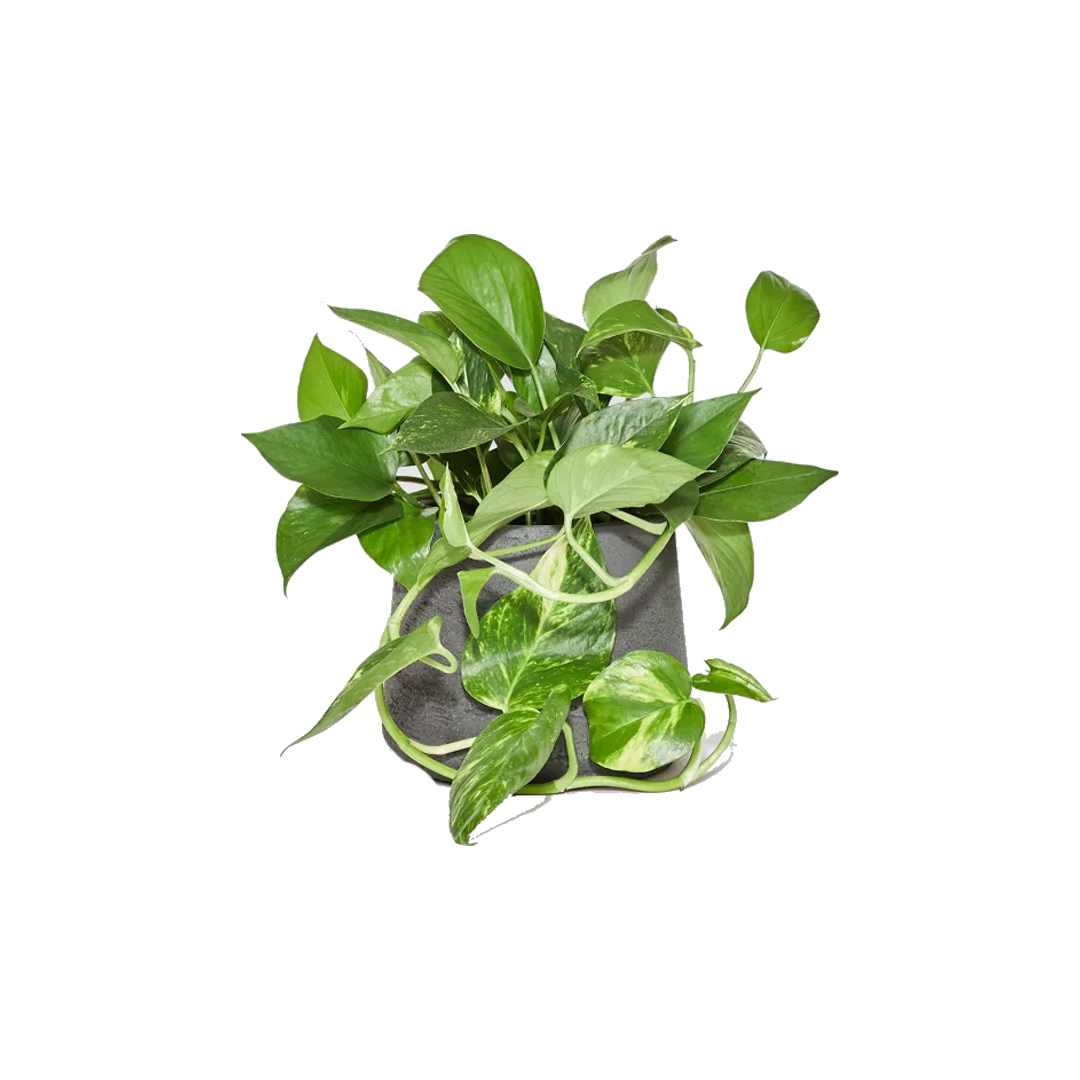 Close-up of a small potted plant isolated without a background.