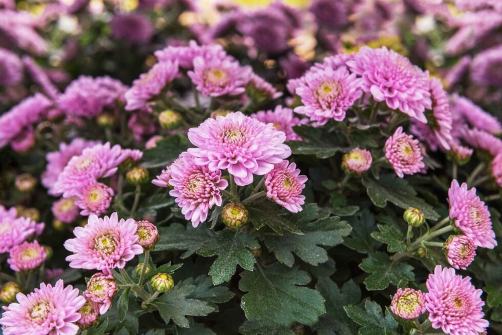 Winter Indoor Plant Care Tips 980 X 653