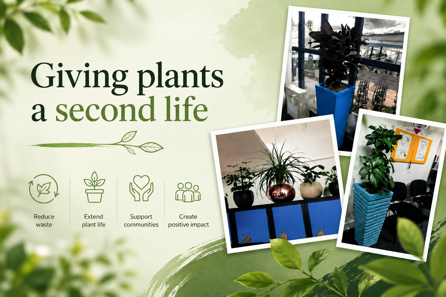 Collage of donated indoor plants as part of Exubia's initiative to give ex-display planting a second life through charitable and community projects.