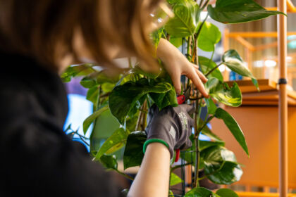 Plant aftercare at Exubia