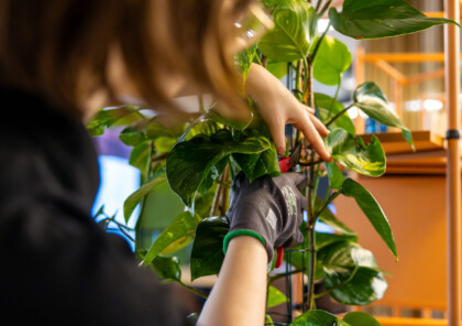 Extreme close-up of a technician pruning a plant during maintenance.