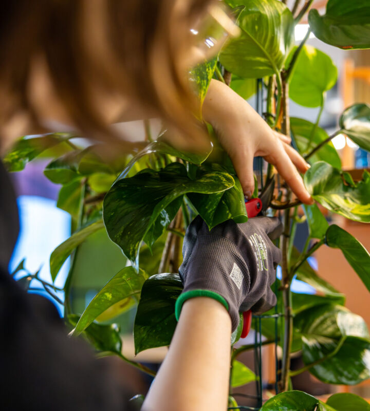 Plant aftercare at Exubia