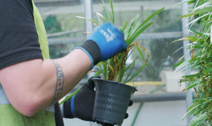 Medium close-up of a HortiCare technician holding a small potted plant.