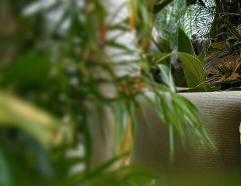 Lady In Office Plants