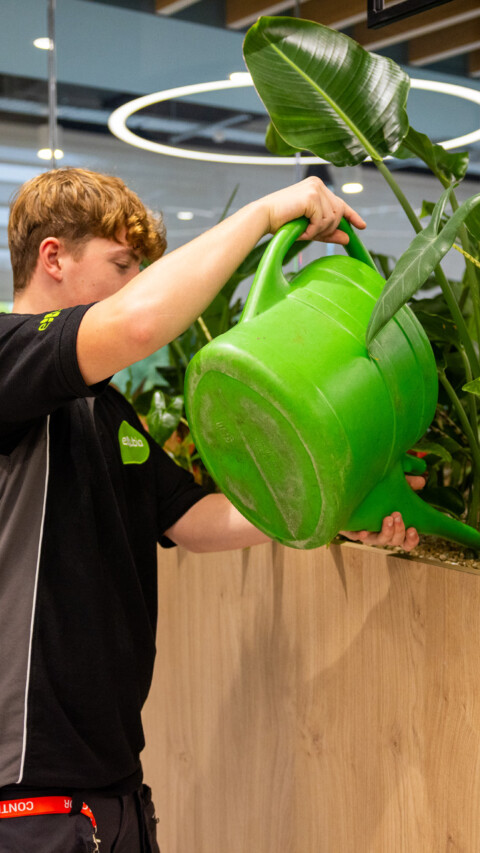 Male HortiCare technician watering interior plants within a contemporary commercial environment.