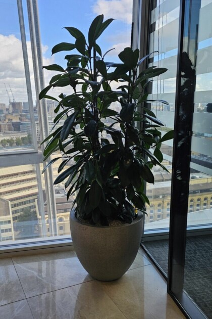 Large floor-standing plant positioned beside a window within a bright contemporary interior space.