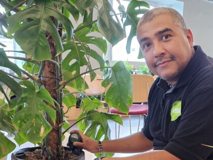 Exubia technician checking the moisture level of a large Monstera plant during a maintenance visit.