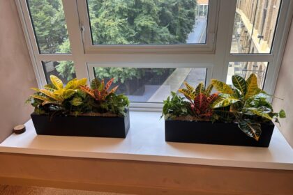 Two black rectangular planters filled with colourful croton plants on an office windowsill