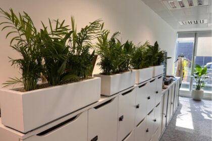 White rectangular planters filled with tropical plants above office storage units