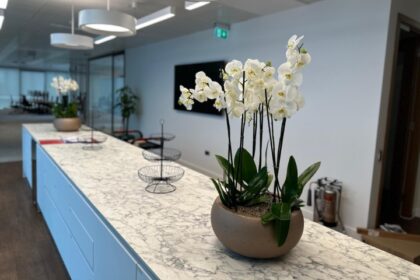 White orchids in a rounded planter on a marble workplace counter