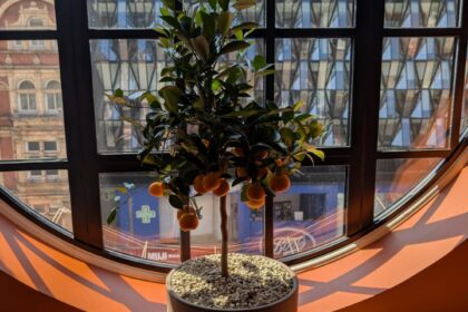 Indoor citrus tree in a planter beside a large curved window
