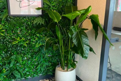 Large tropical plant beside a green foliage wall in a contemporary workplace