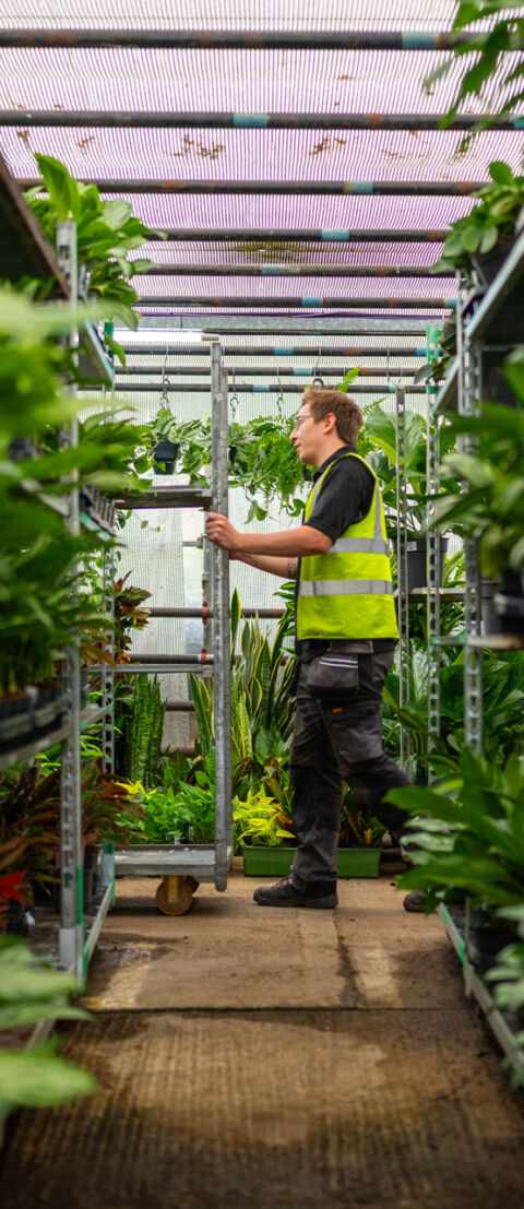 Office plants grown sustainably