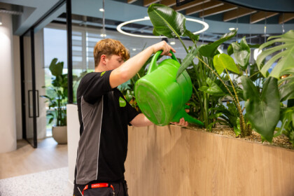 Office planting care