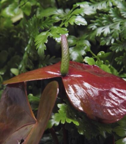 Power Supply For Living Walls