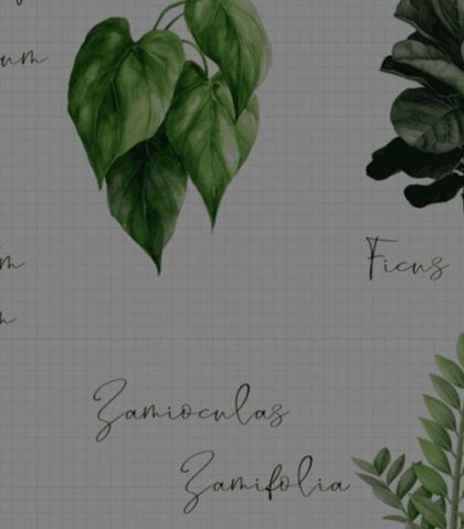 The Top 5 Plants for Office Spaces