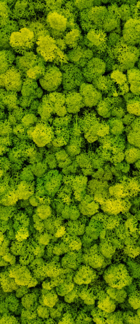 Creative Idea For Background Of Green Stabilized Moss
