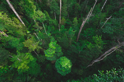 Earth Day Concept With Tropical Forest Background, Natural Sence With Canopy Tree In The Wild