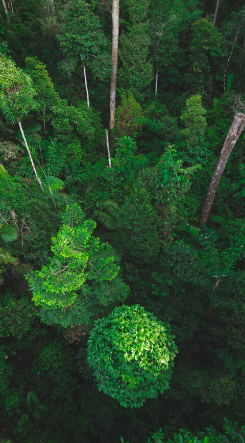 Earth Day Concept With Tropical Forest Background, Natural Sence With Canopy Tree In The Wild